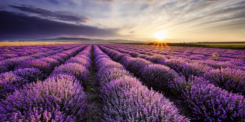 lavender-fields-harvesting-6