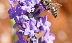 Gastronomide Lavanta