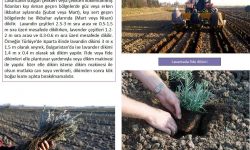 Lavanta Yetiştiriciliği